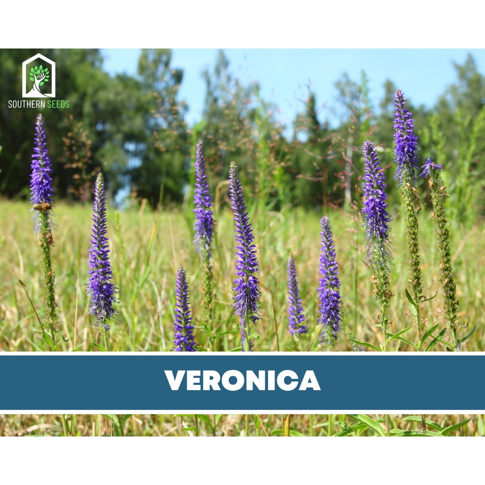 Veronica (Spiked Speedwell) – 50 Seeds (Veronica spicata)