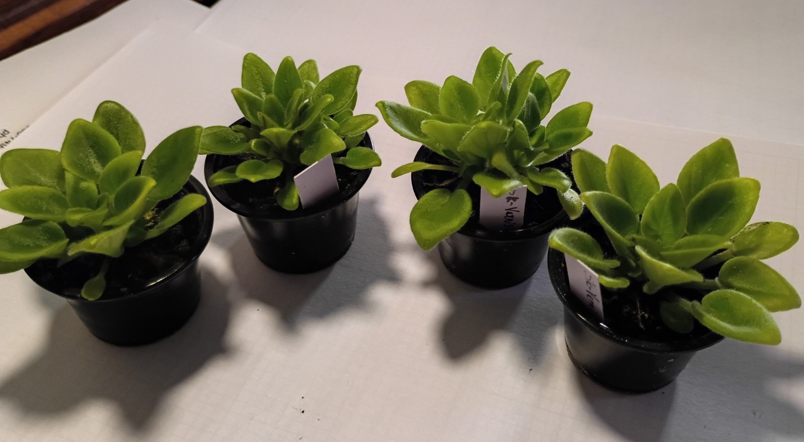 African Violet ~ SK-Vernisazh (Micro Mini) ~ Healthy Live Plant
