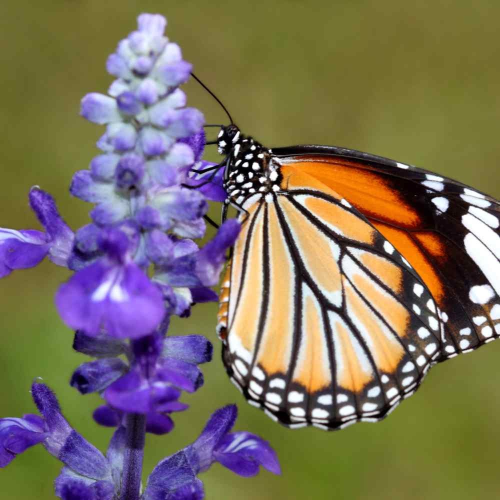 2000 Seeds Hyssop Seed – Blue Hyssopus Officinalis Herb Seeds