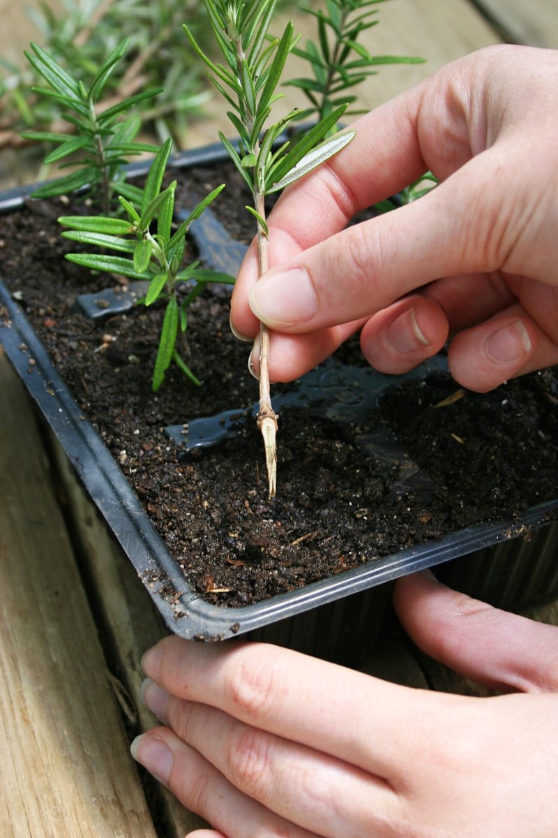 Rosemary Seeds, NON-GMO, Heirloom 50 seeds Free Shipping!