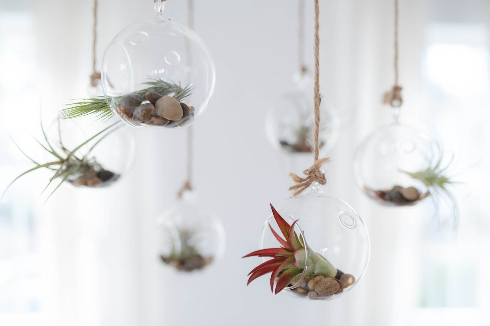 Large Bulbosa Belize Air Plants – Wholesale Bulk – Easy Care Indoor/Outdoor