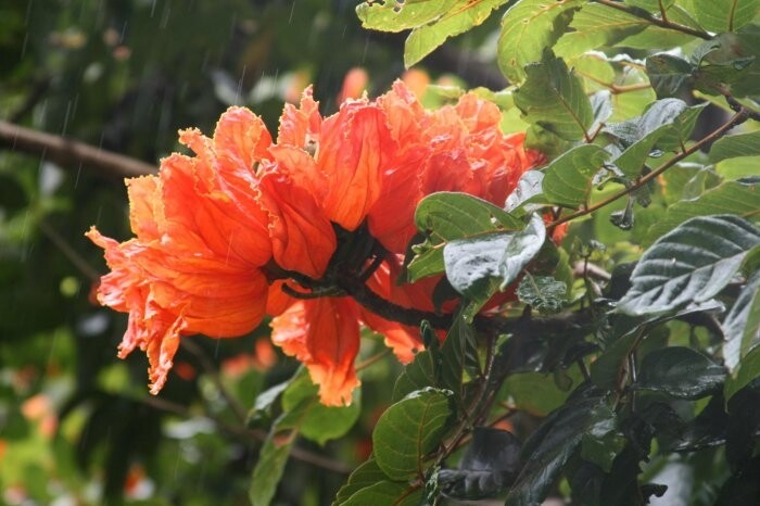 Spathodea Campanulata African Tulip Flowering Tree 50 Seeds