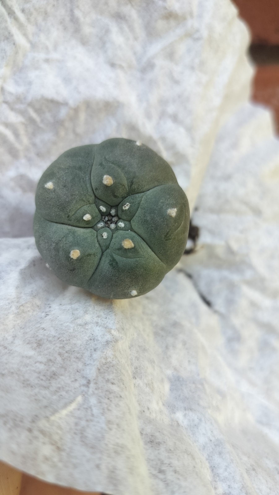 Rare Button Shaped Cactus ( Exact Cactus )