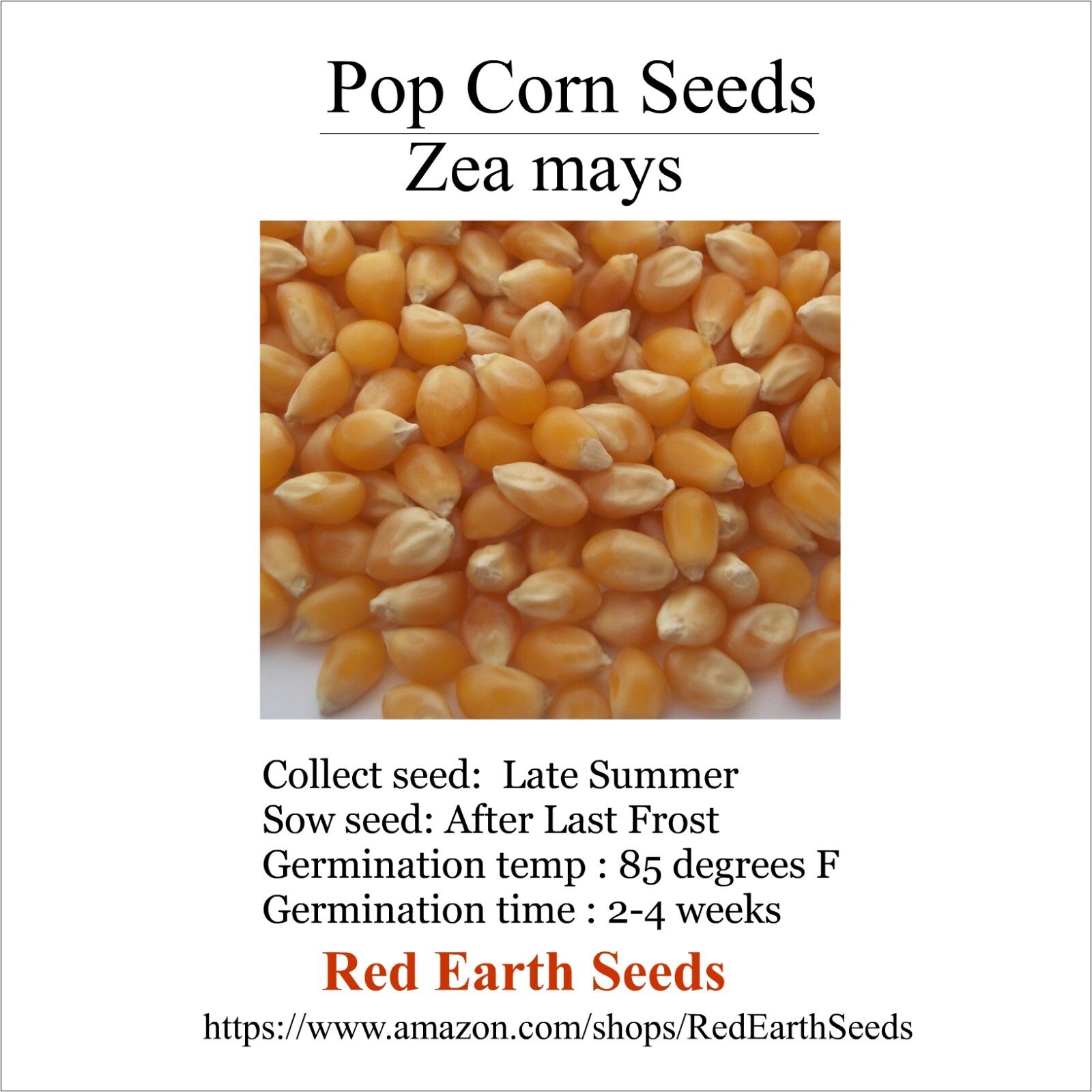 Pop Corn – 20 kernels – Zea mays everta