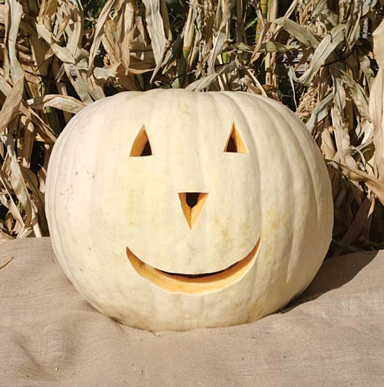Lumina White Pumpkin Seeds | PVP Giant Polar Bear Pumpkins Vegetable Seed 2023