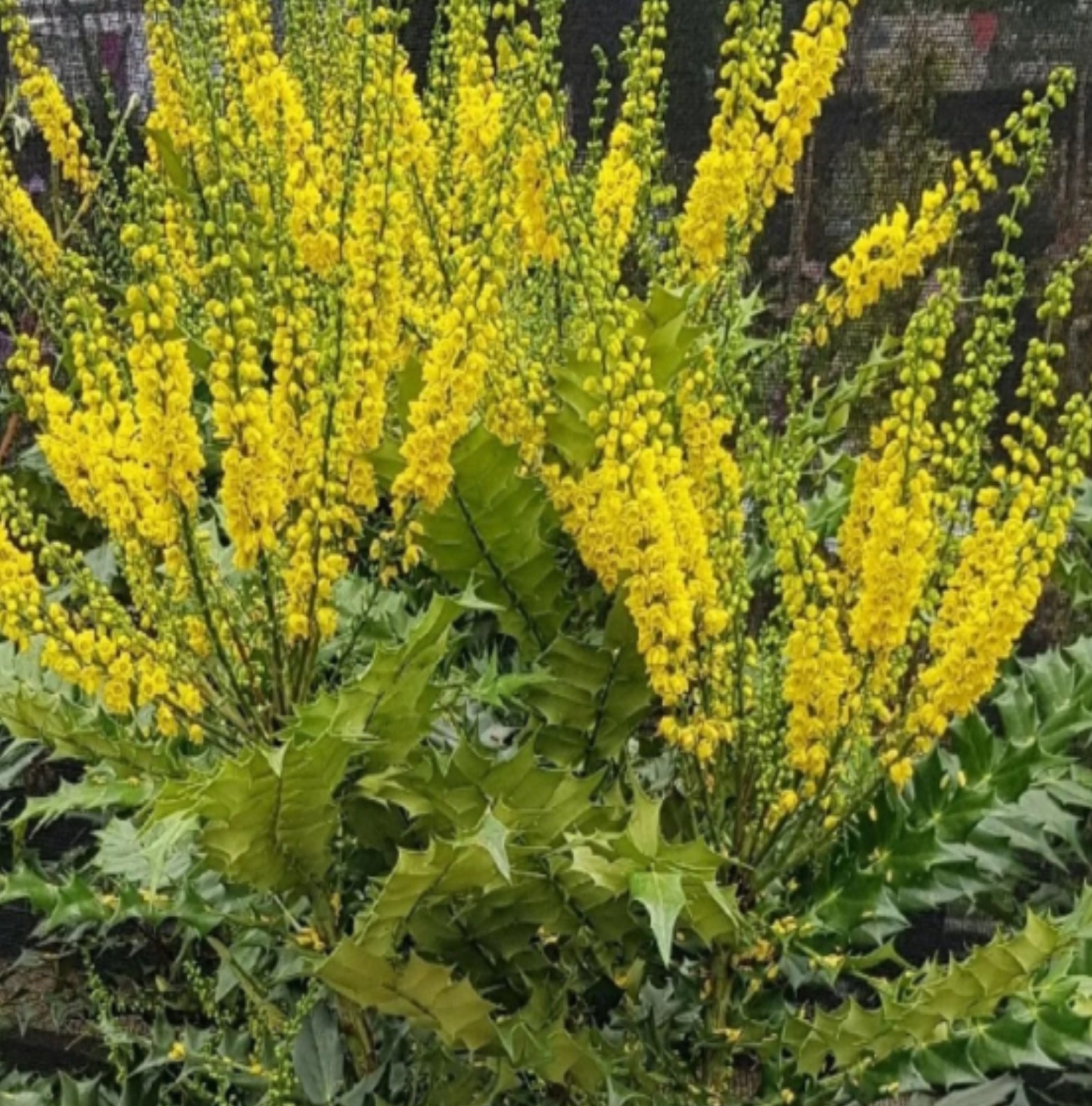 Winter Sun Mahonia Yellow Flower