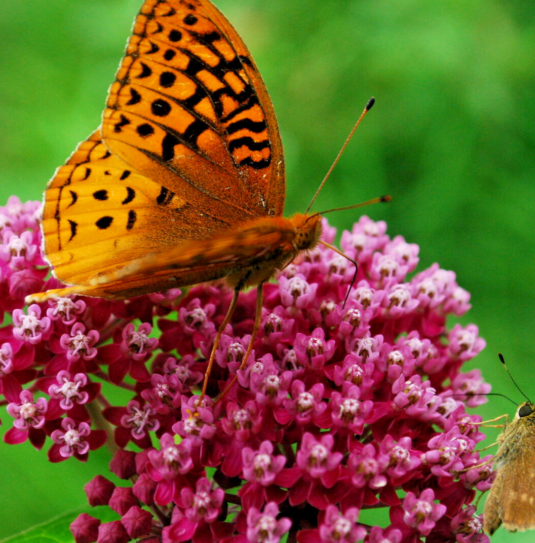 2,000 ASCLEPIAS INCARNATA Seeds (Swamp Milkweed) Perennial Garden Flower Seeds