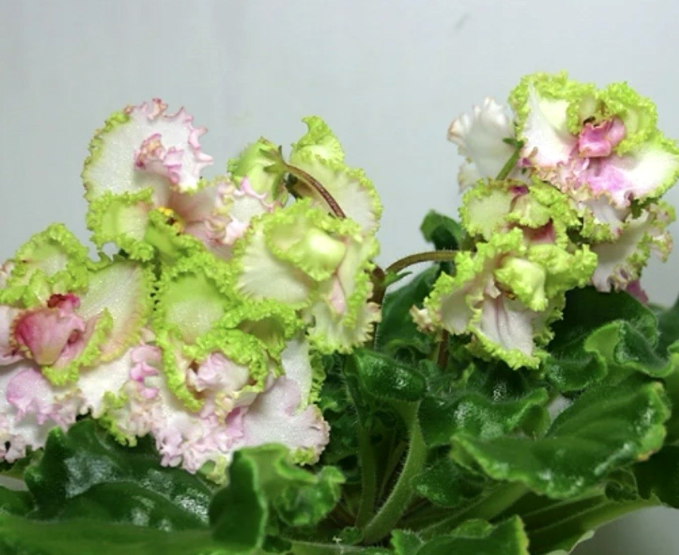 African Violet LE Green Rose Starter