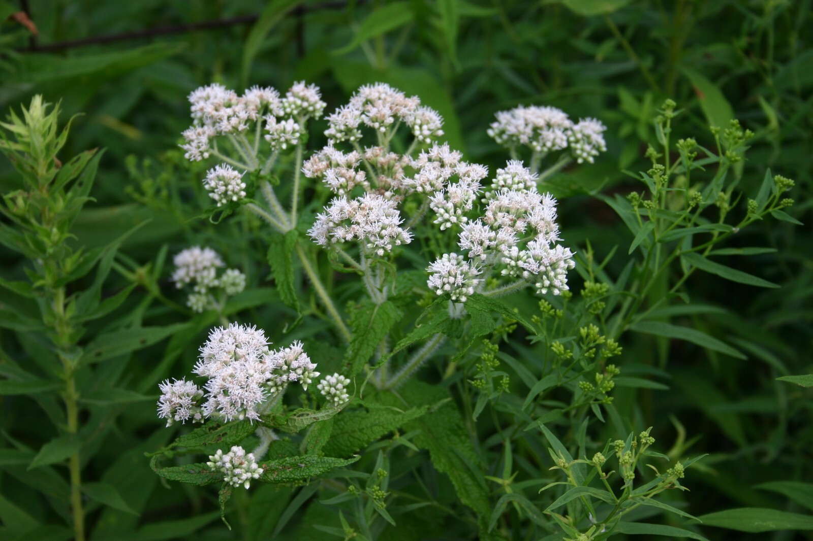 300 Common Boneset Seeds – Eupatorium perfoliatum – None-GMO Medicinal Herb