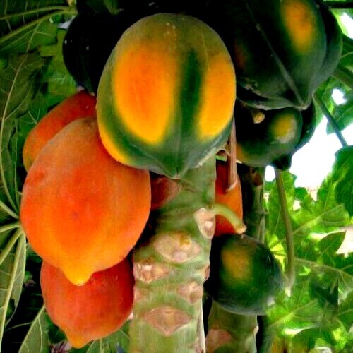 20 “Caribbean Red” Carica Papaya Fruit Tree Seeds “LARGE MELONS” Indoor Plant