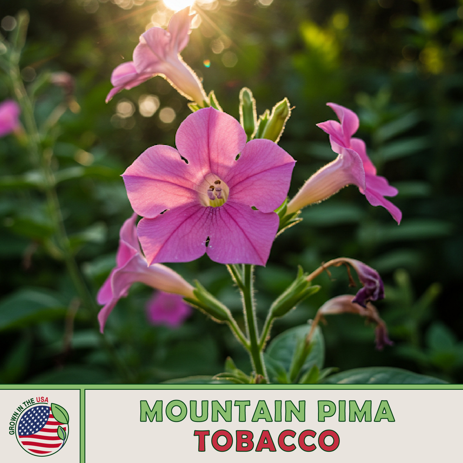 1000 Mountain Pima Tobacco Seeds, Rare, Heirloom, Pollinator Attractor