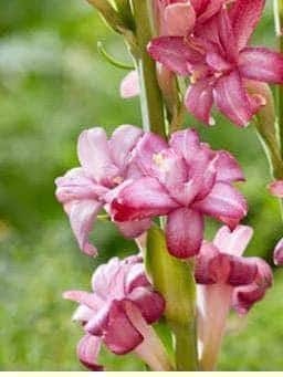 CHERRY Double Polianthes Tuberose Bulbs – US Seller