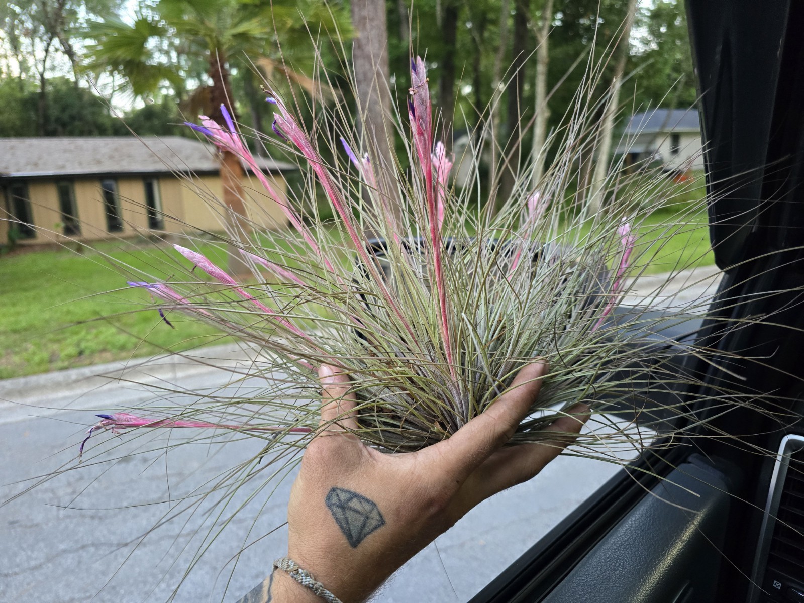 (2) Large Tillandsia Bartramii Air Plant Bromeliad Rare Florida.