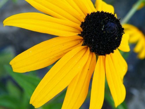 2,500+ Black Eyed Susan (Rudbeckia Hirta) Flower Seeds Yellow FREE SHIPPING
