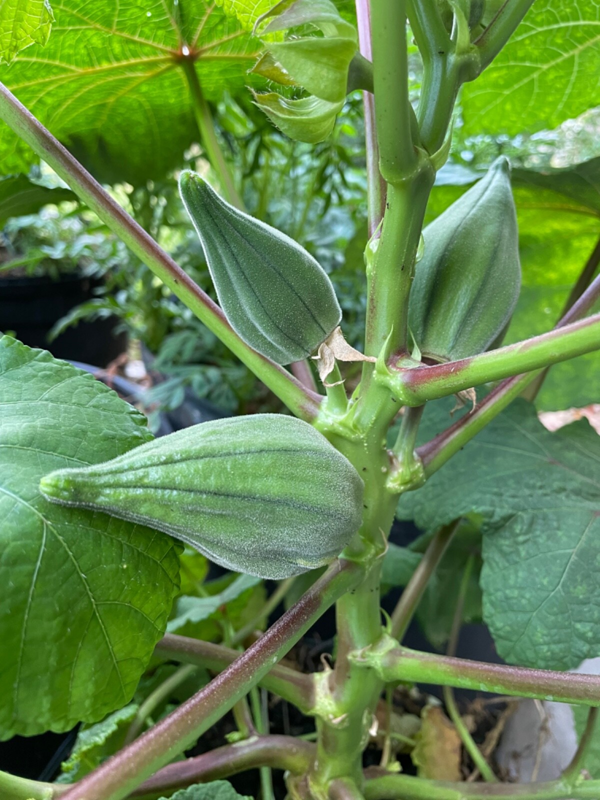 15 Nkruma TenTen Okra Seeds Ghana Favorite Okra Heirloom