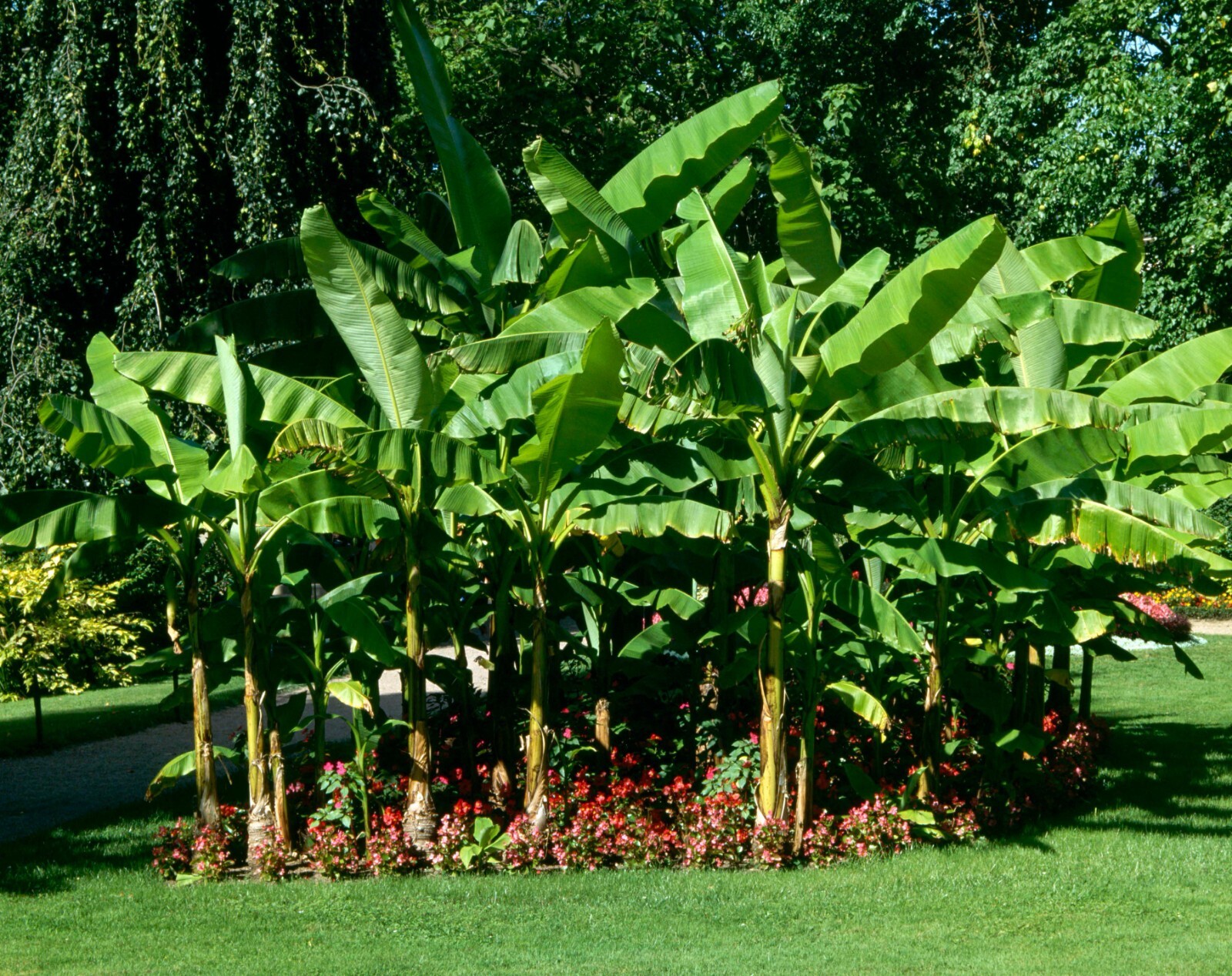 ~BASJOO Banana Tree~~Cold Hardy Musa Live Banana Tree-SMALL ROOTED STARTER PLANT