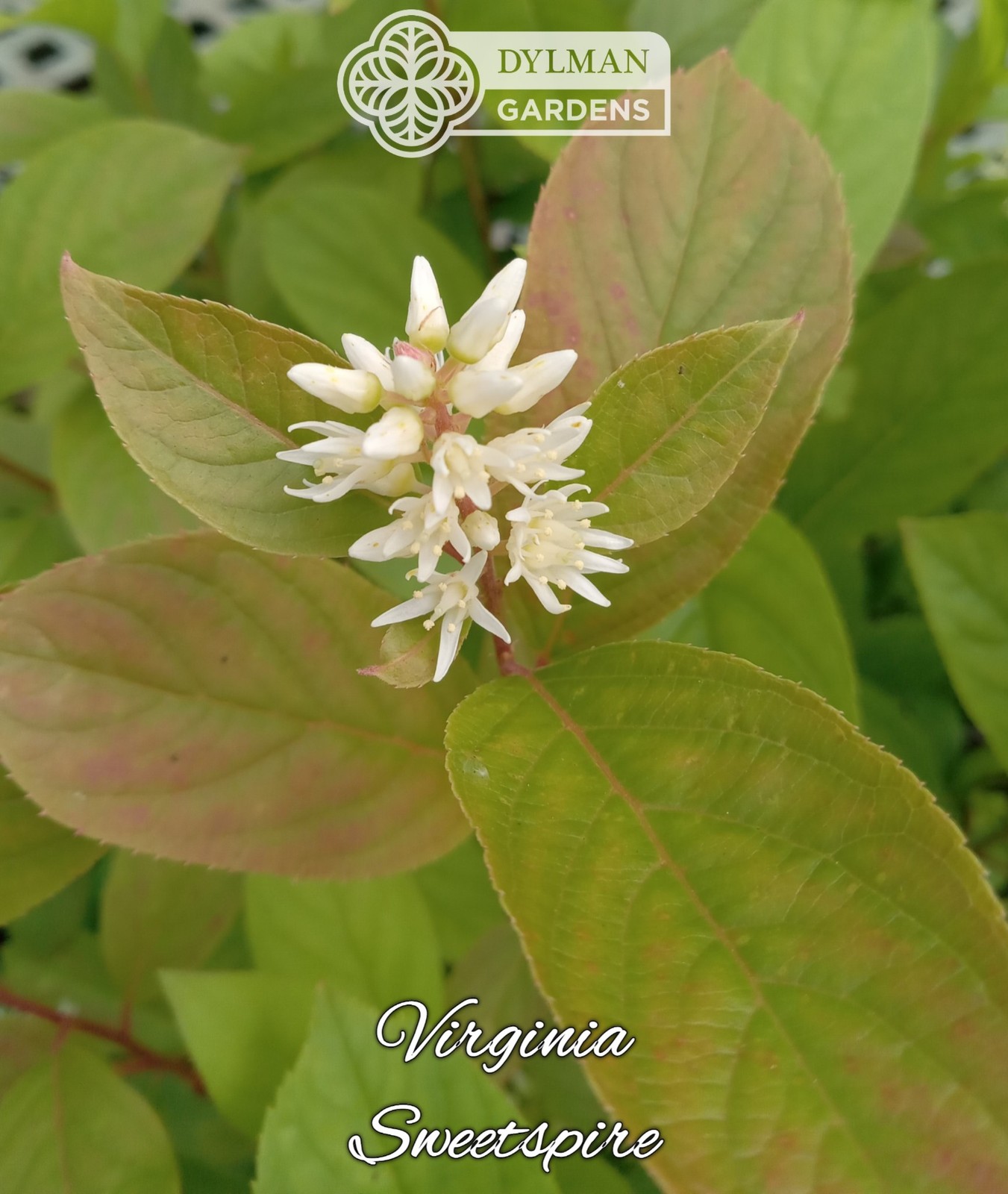 Sweetspire (Itea virginica) – Virginia Willow – Live Plant – Multiple Sizes