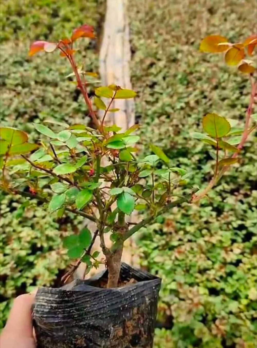 Ausjameson English wedding garden rose plant large flower bush