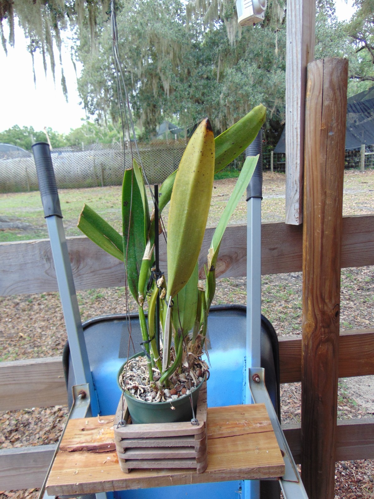 Cattleya mossiae var. coerulea FLOWERS 6″ pot SPECIES LARGE PLANT 6/15/26