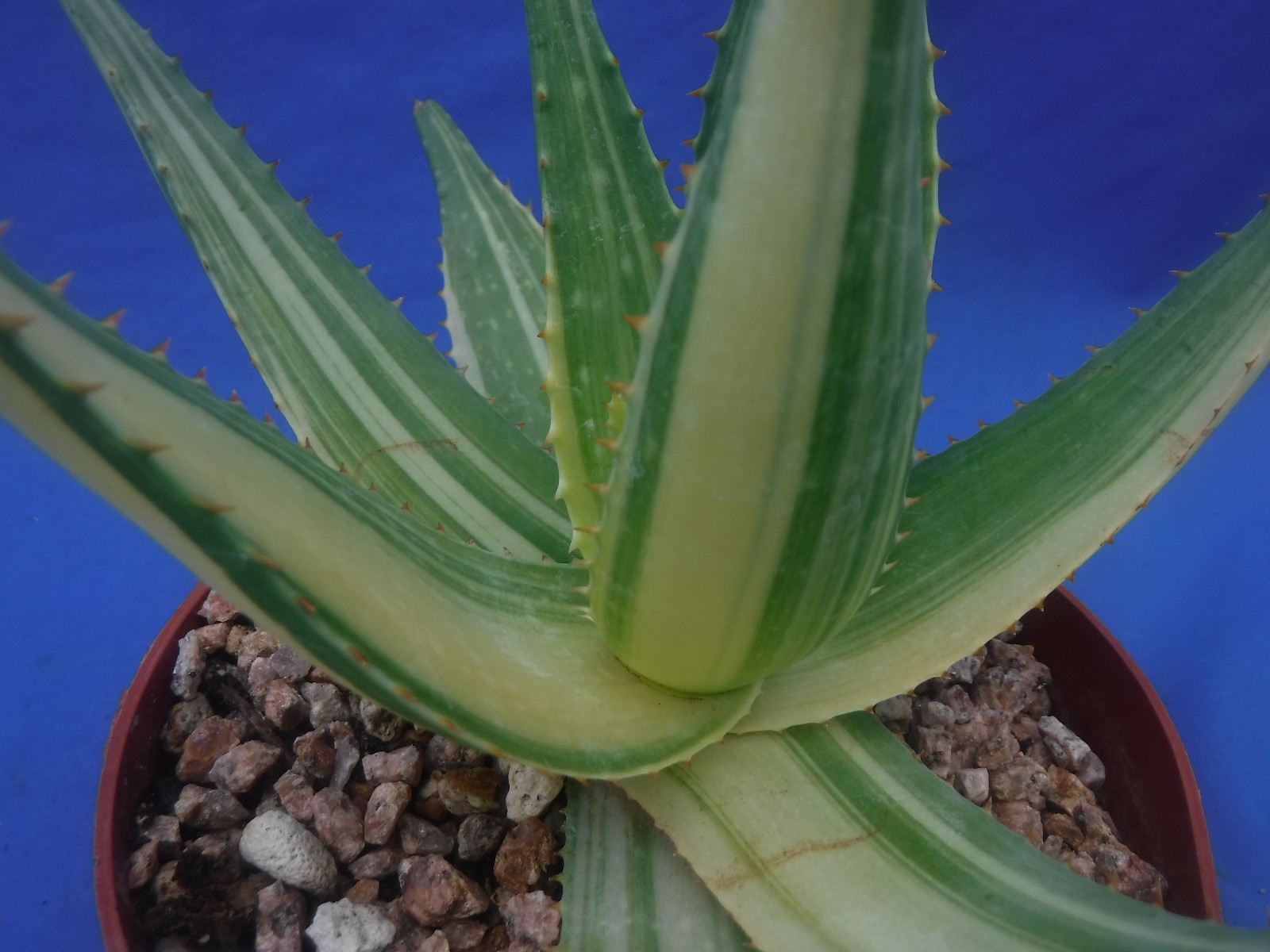 Aloe “Tiger Taffy” VARIEGATED! Hybrid! Very Easy to Grow 9″ Wide 6″ Pot Size V1