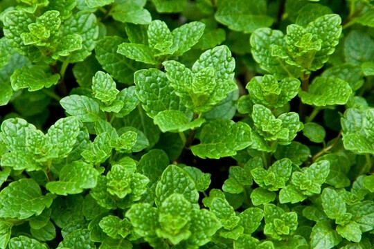 MINT HERB SEEDS – RAU HÚNG LŨI | 85% GERMINATION | (1000+ PCS)