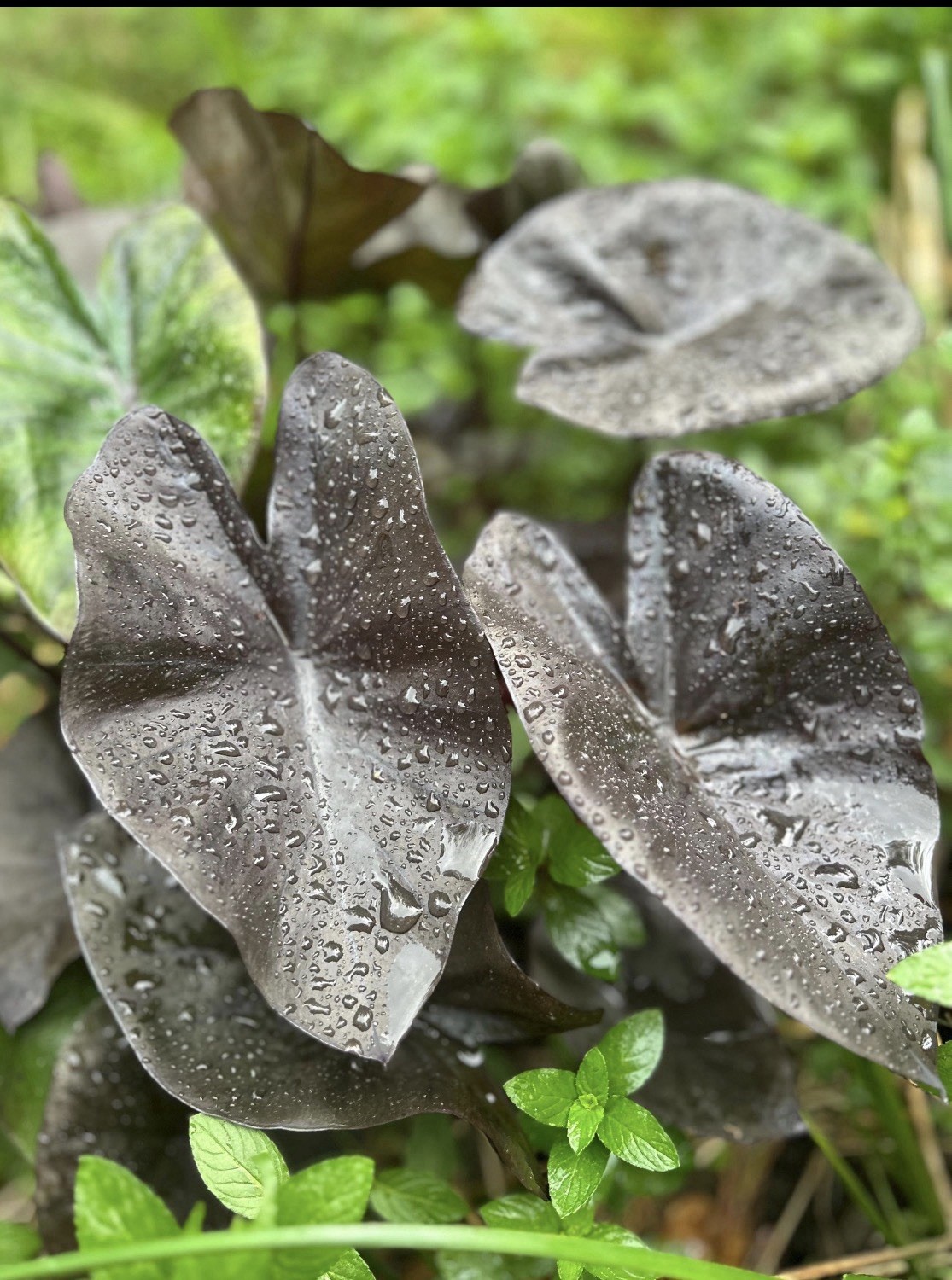 Black Magic – Colocasia esculenta- Elephant Ear – SMALL ROOTED STARTER Plant