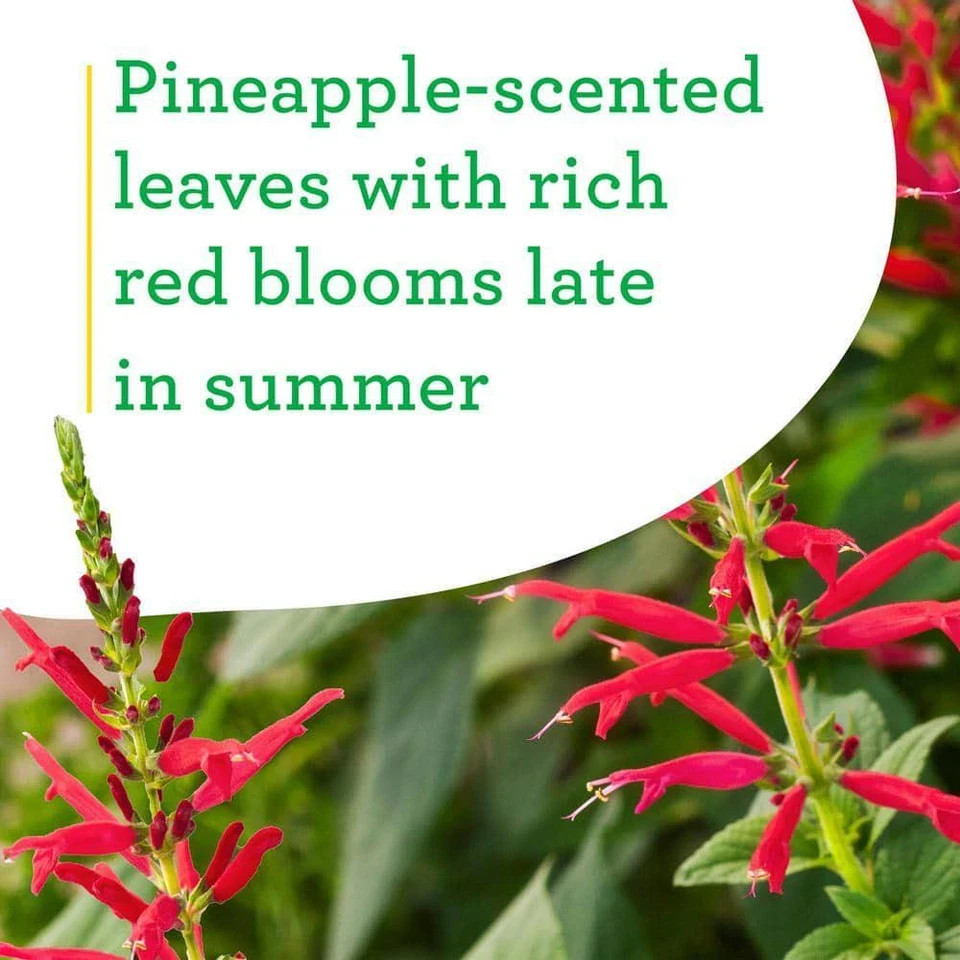 2-Pack 19 Oz. Pineapple Sage Herb Plants for Cooking and Aromatherapy