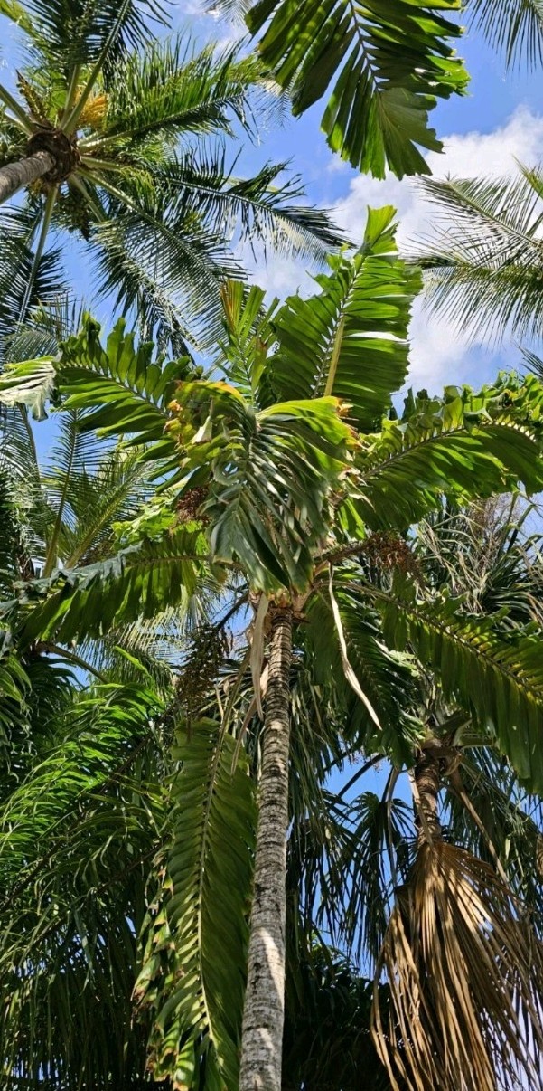 Aiphanes minima 10 Seeds Macaw Palm, Grigri, Bitten Palm very rare Florida