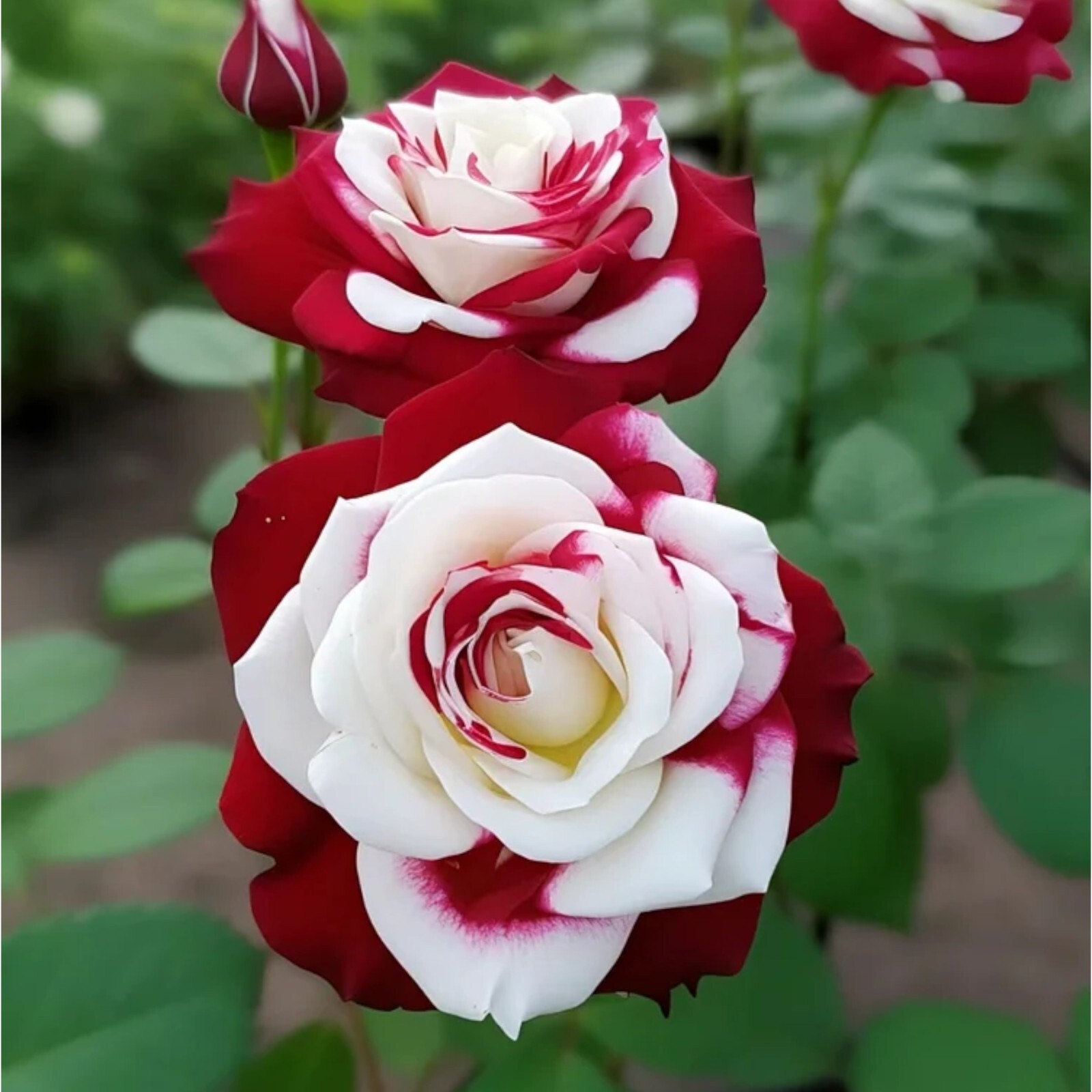 Unique Heirloom Twin Roses Seeds – 20pcs Non-GMO with Stunning Sunset Hues