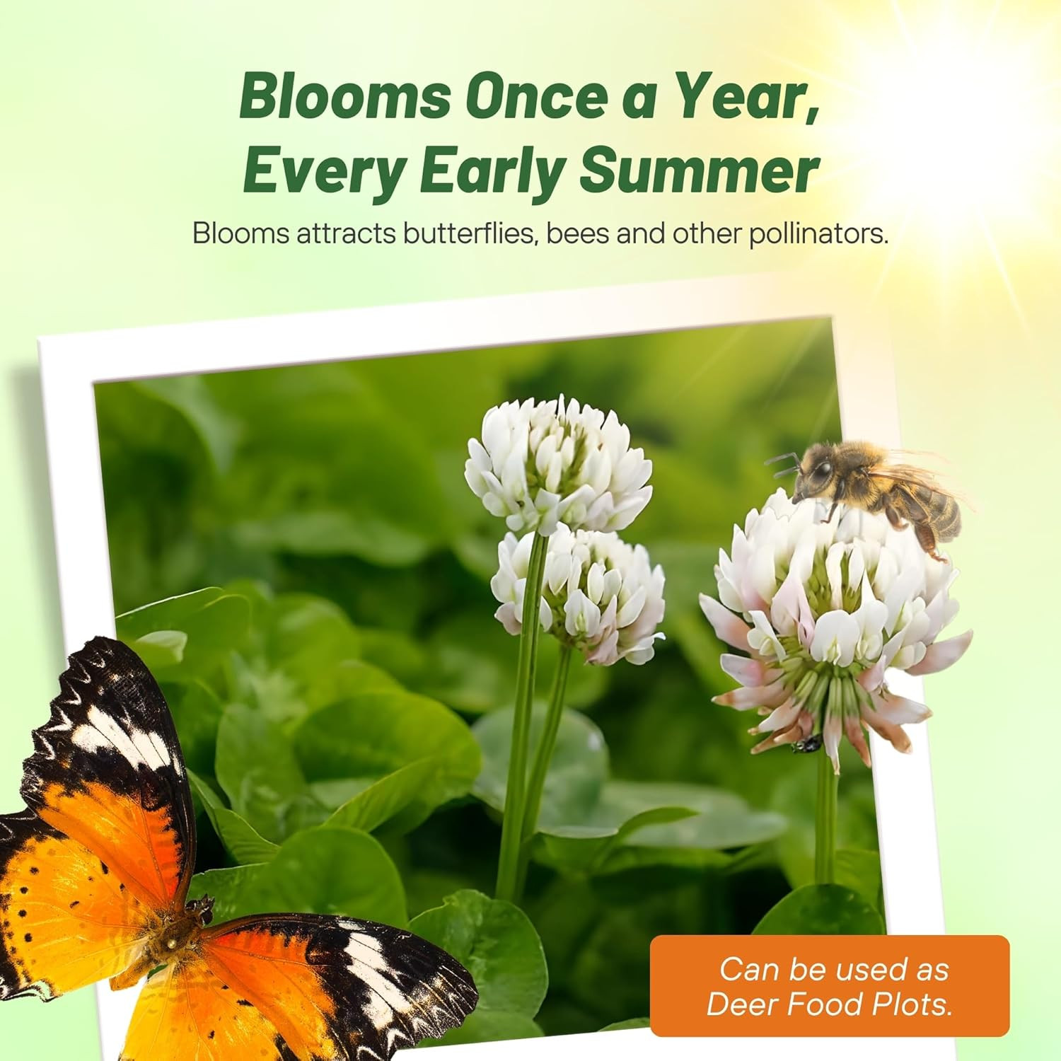 Perennial White Dutch Clover Seed – 2 lbs. Nitrocoated, Inoculated Clover Seeds