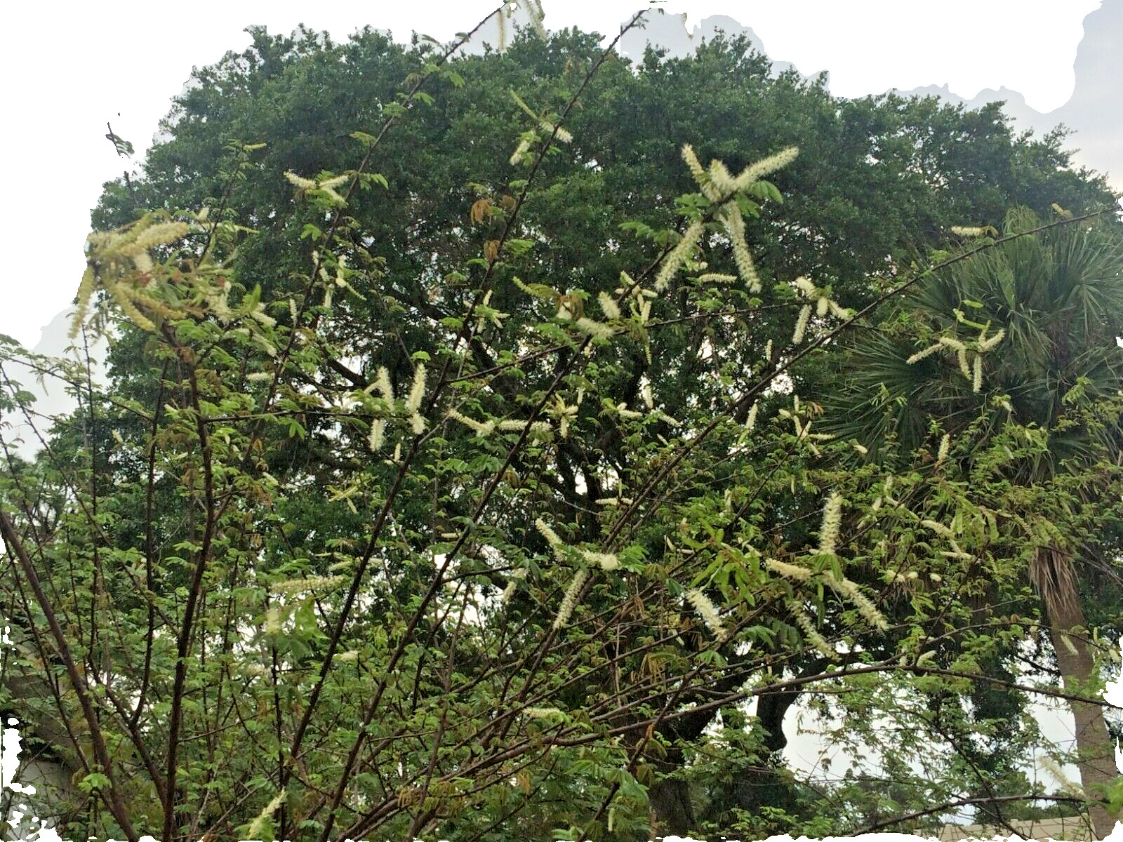 Mimosa Tenuiflora Seeds Pods – 15 Seeds – 2024 Season