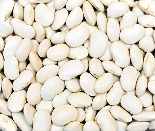 Bean Dry Great Northern Heirloom Garden Vegetable By Seed Kingdom 30 seeds