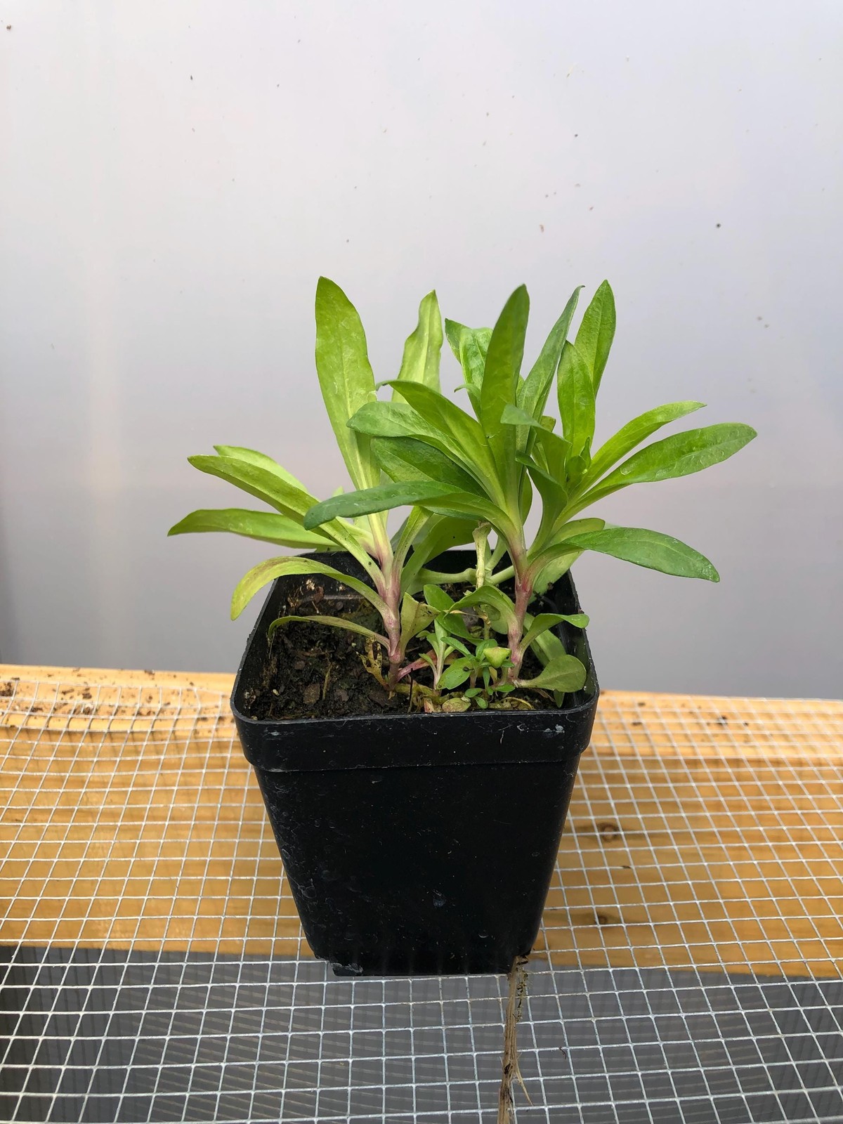 Sweet William Live Flower Plants – Seedlings/Plugs- 5″- 12″ tall- 30-50 days