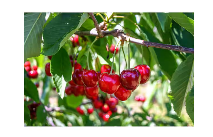 3 Ft. Lapins Cherry Semi Dwarf Tree with Abundant Self Pollinating Fruit