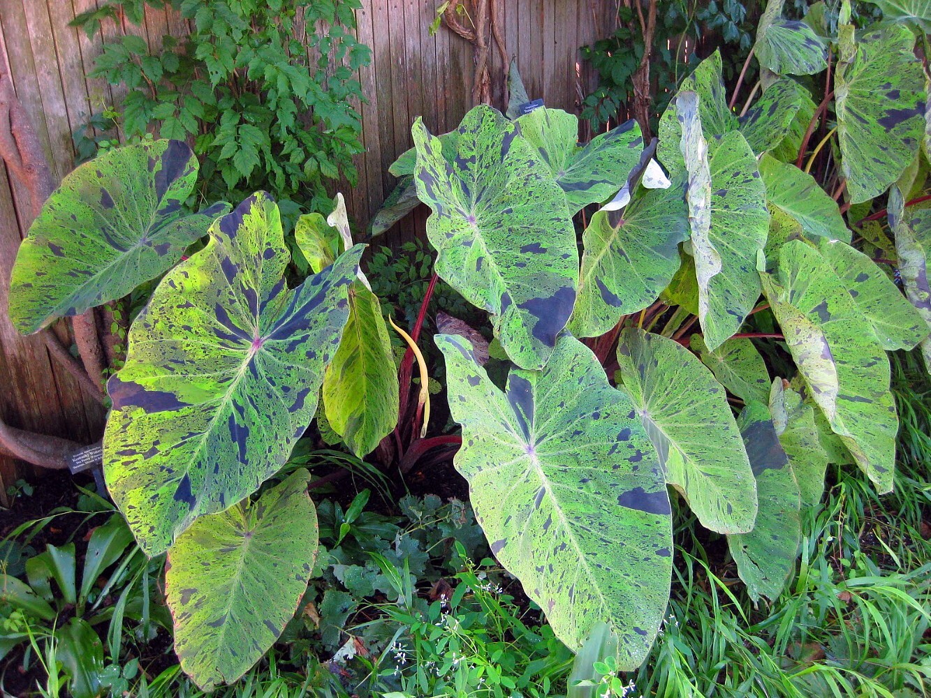 Rare Colocasia Mojito Elephant, Ear esculenta – Starter Live Plant