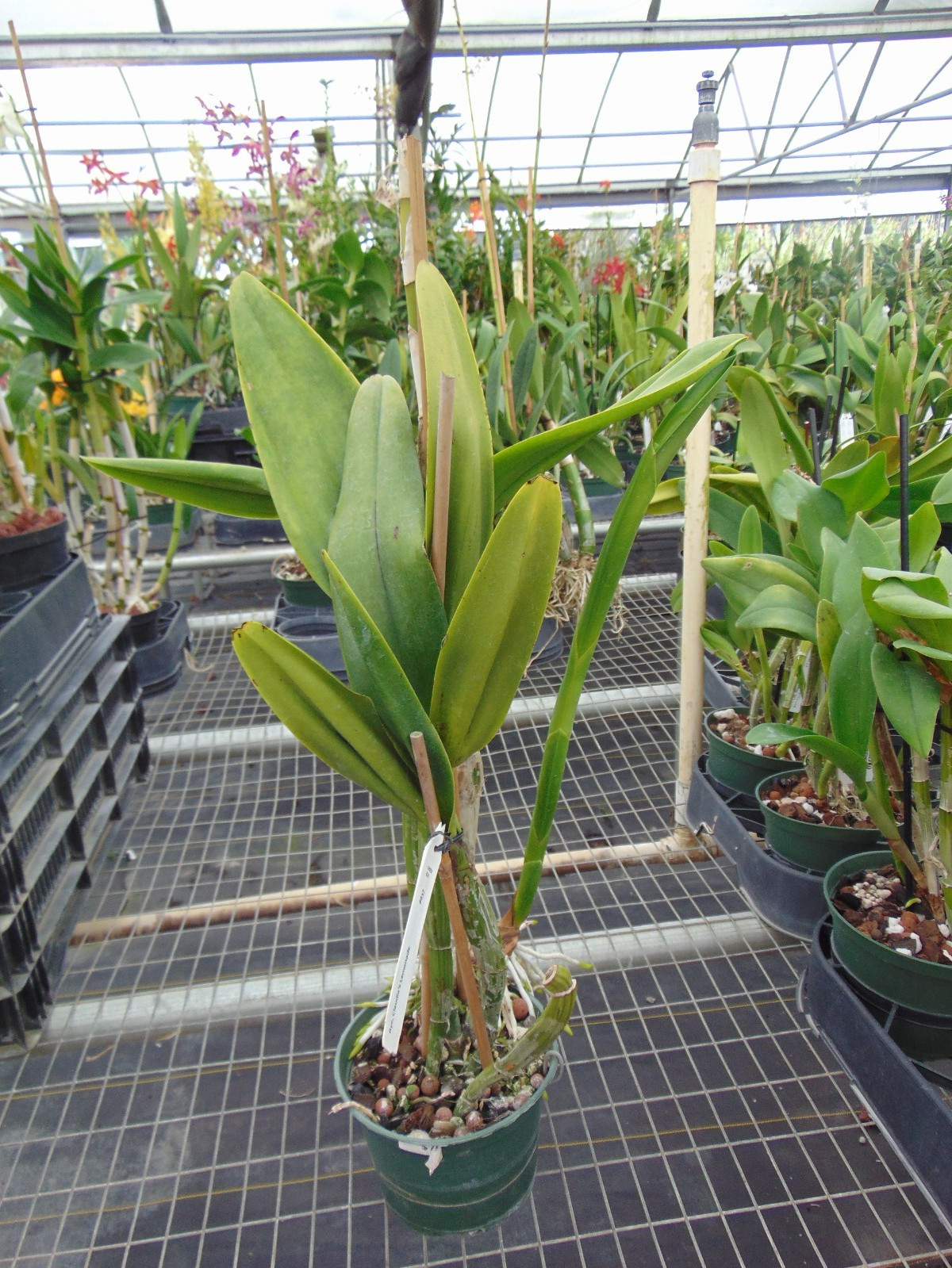 Ryc. Claudia’s Lemonade Bloom size 6″ pot LARGE PLANT