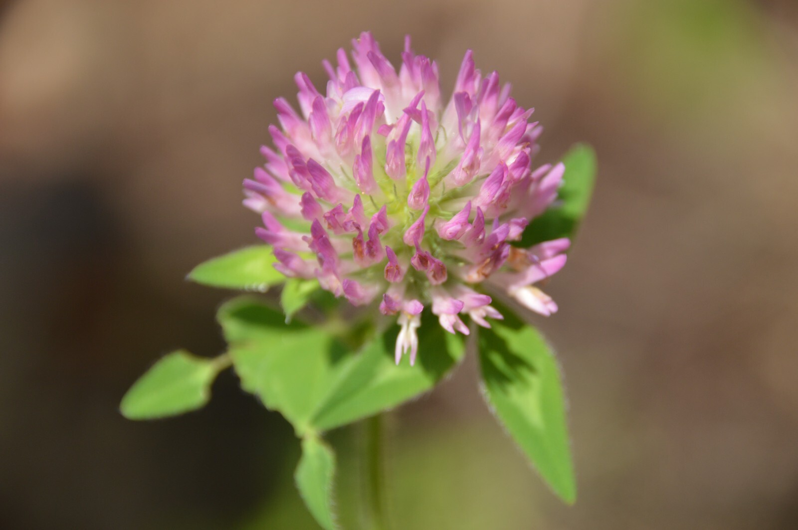 1000 Mammoth Red Clover Seeds – Trifolium pratense Mammoth – Non-GMO Seeds