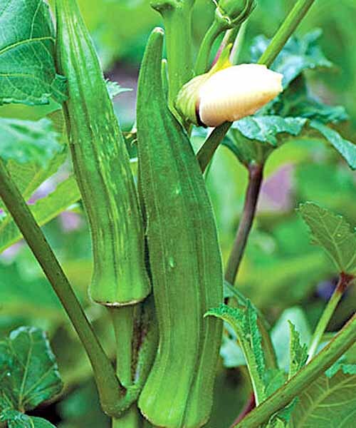 50+ Okra seeds Clemson Spineless Okra Super healthy vegetable USA
