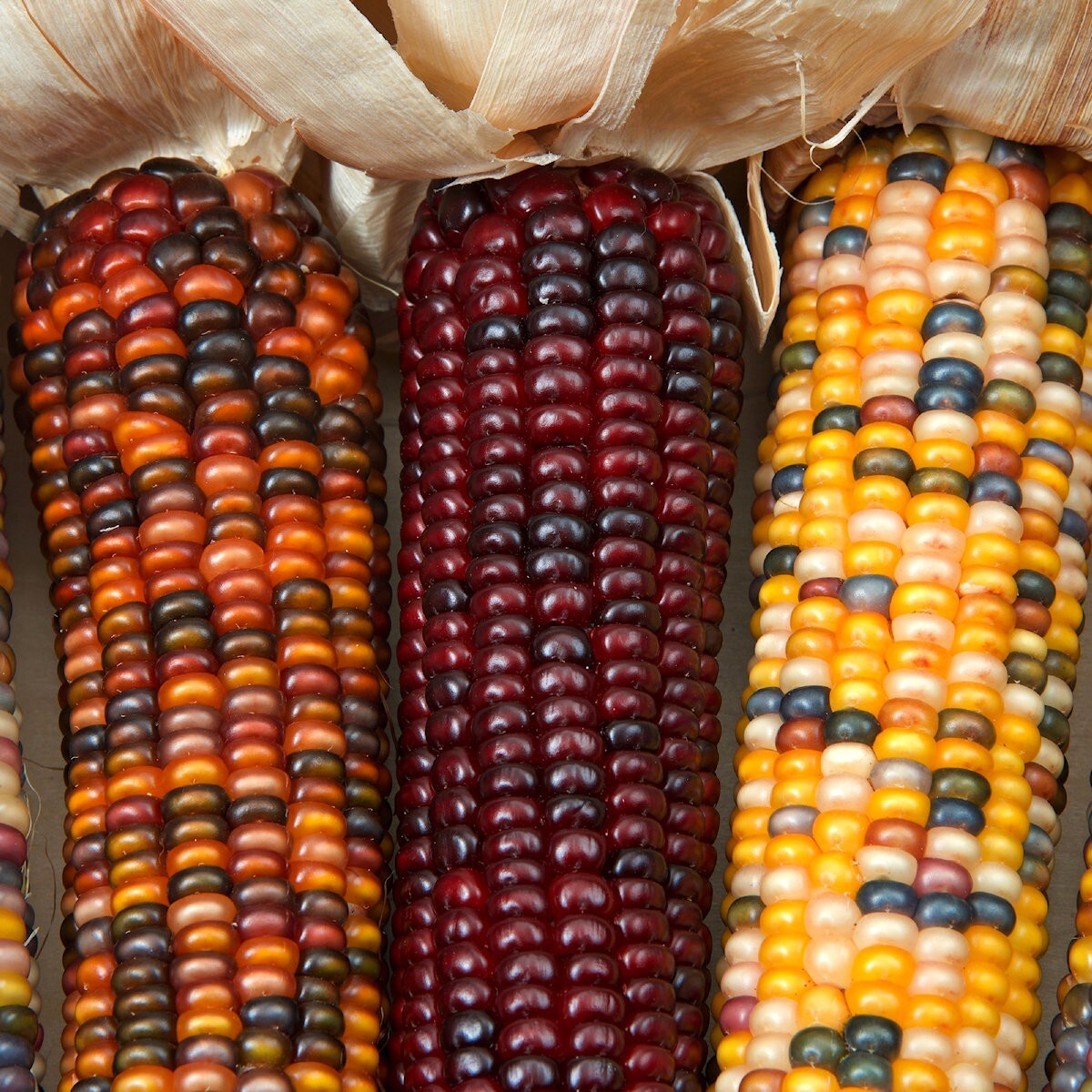 100 Wampum Ornamental Corn Seeds – Everwilde Farms Mylar Seed Packet