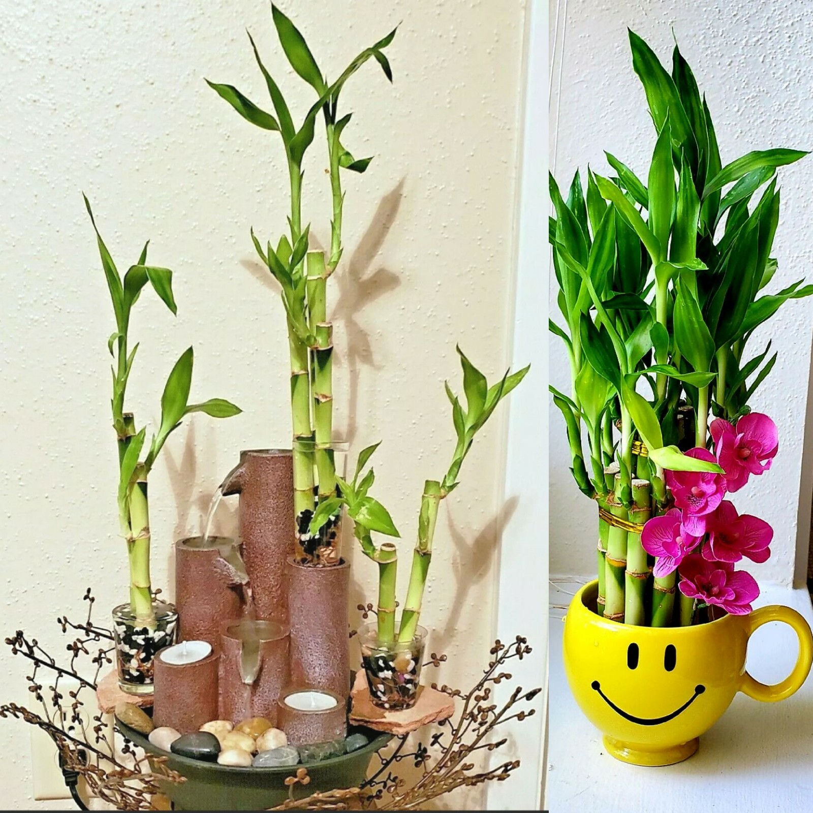 7 Lucky Bamboo Plant 4″ Stalks, Feng Shui, GIFT, LIVE PLANT, Wedding Favors