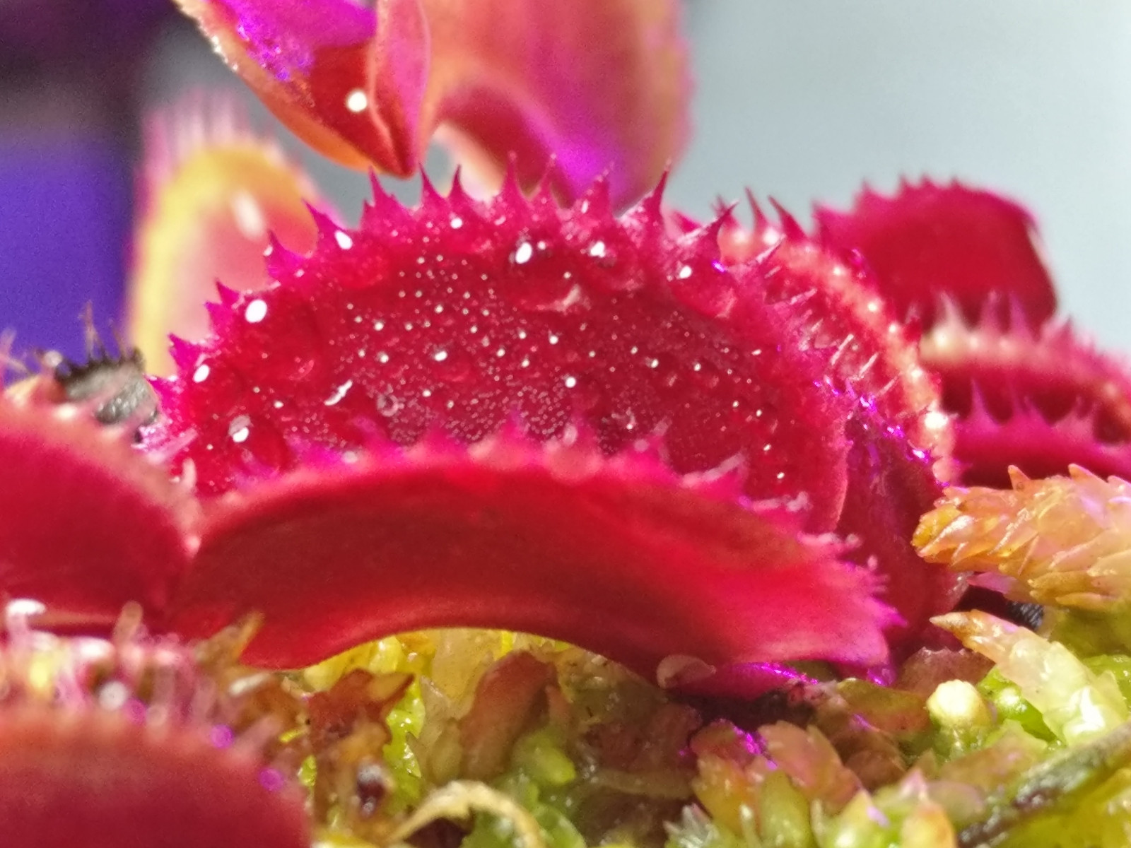 20 freshly harvested (2023 July) Venus Flytrap seeds