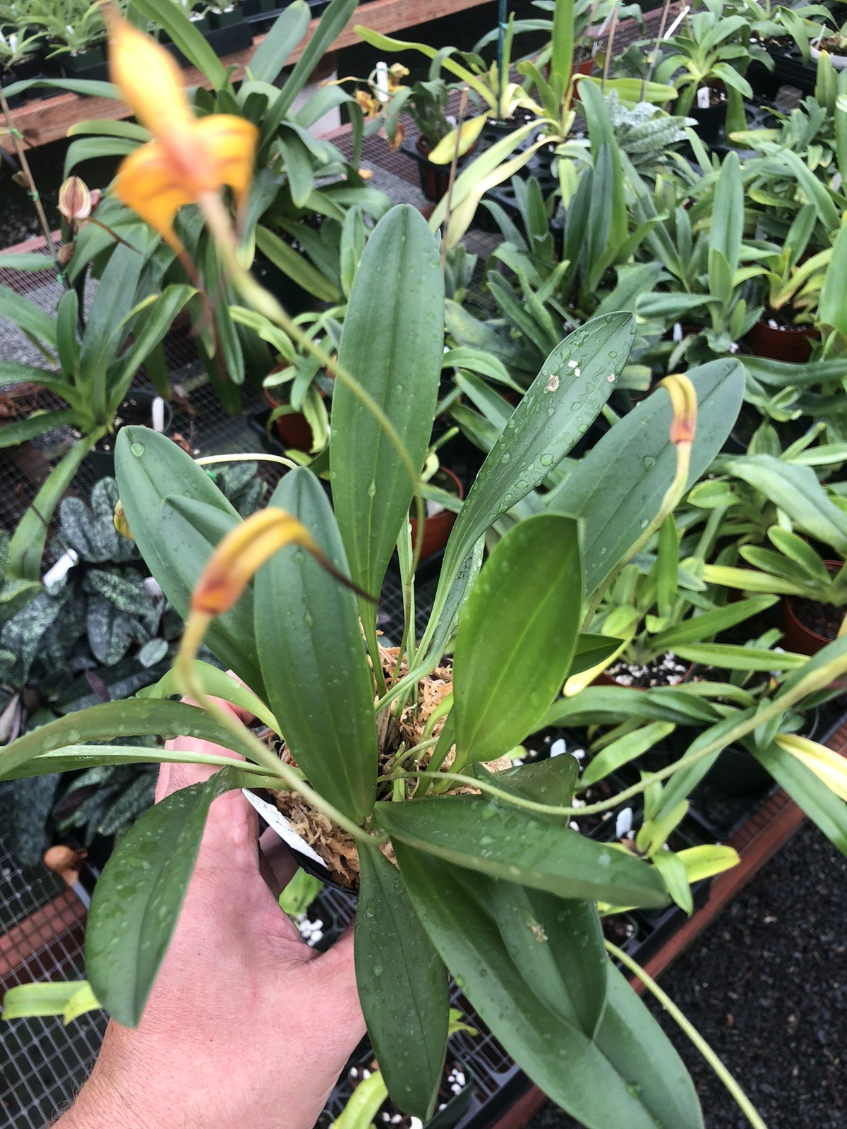 Masdevallia Copper Angel ‘Mr. Mathis’ AM/AOS Prolific Easy Grower