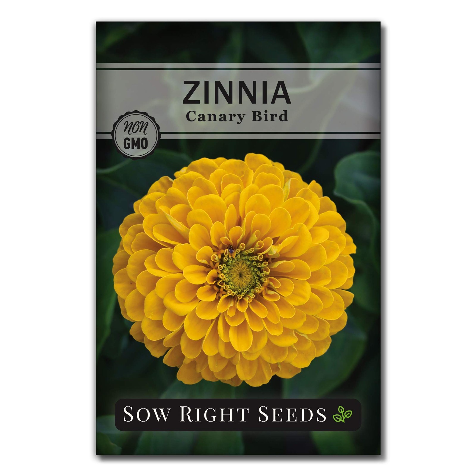 1 Pack Canary Bird Zinnia Seeds Planting Non-GMO, Heirloom Large Yellow Annual