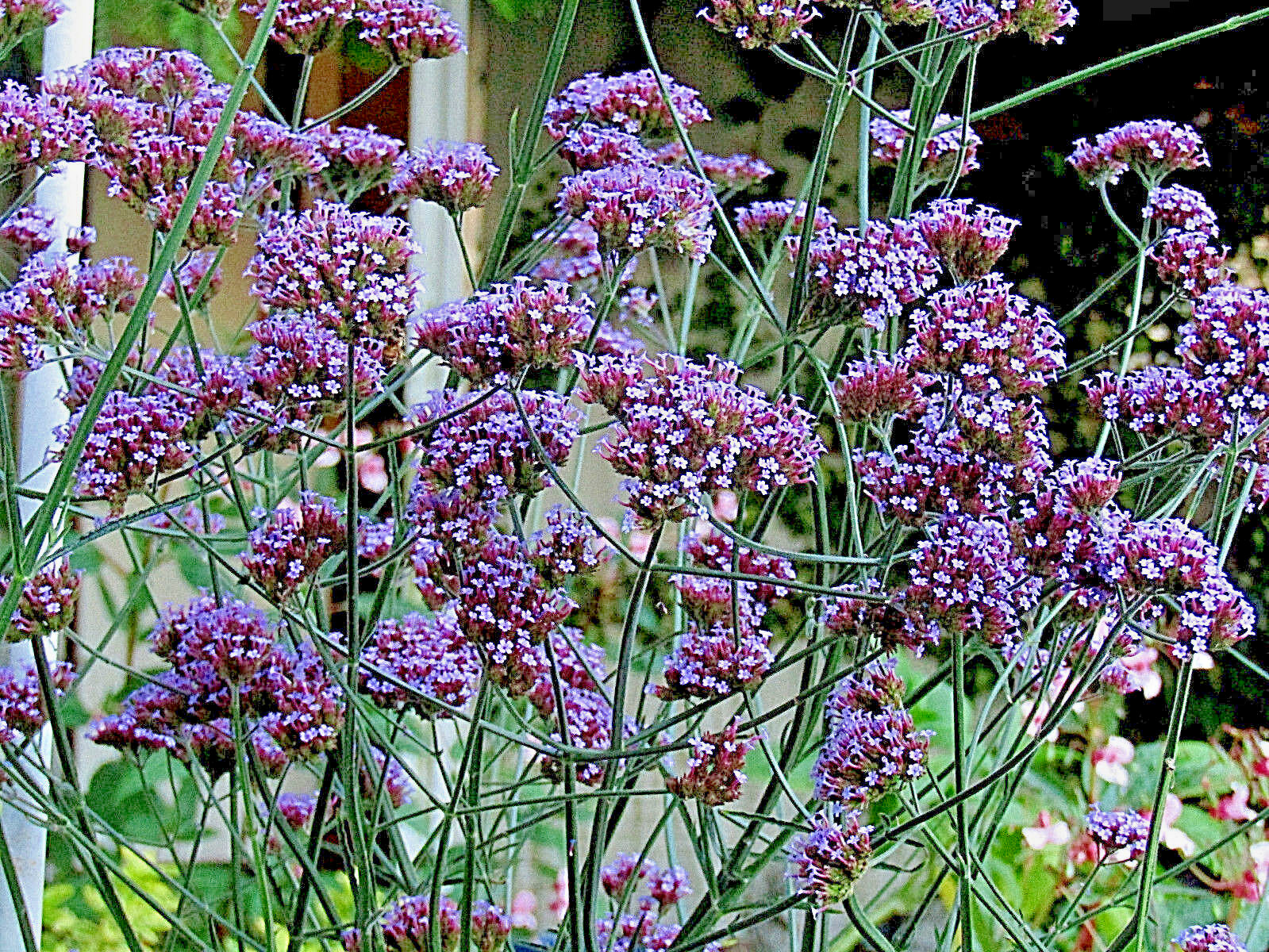 VERBENA BONARIENSIS, 250 SEEDS, TALL VERBENA, HARDY, PURPLE FLOWERS, EZ 2 GROW