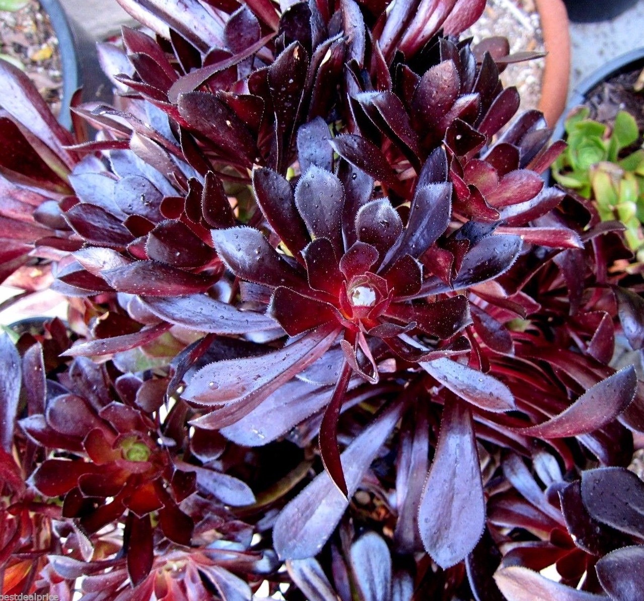 BLACK ROSE Deep Dark Purple Aeonium Succulent 2 cuttings