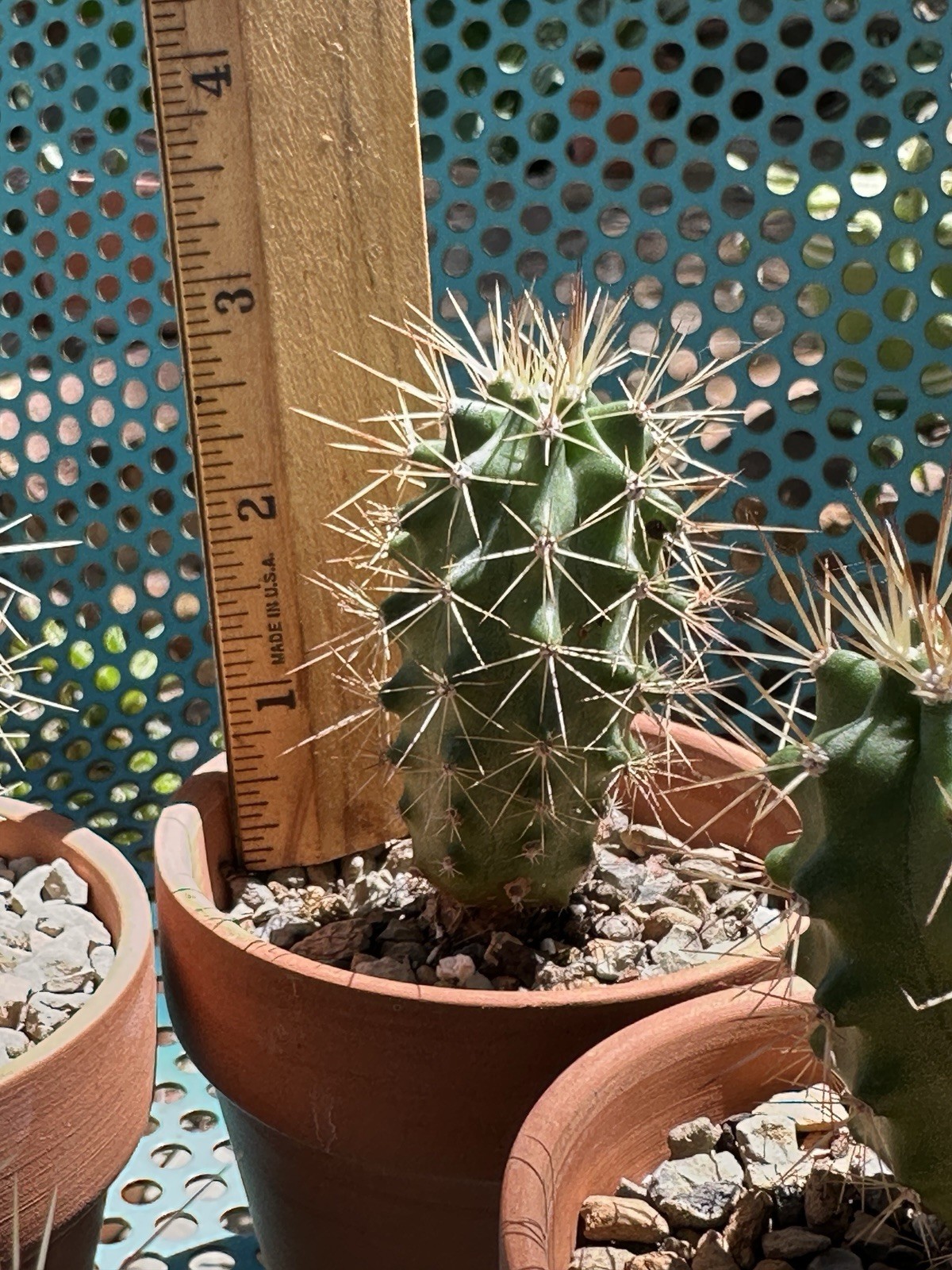 Echinocereus Coccineus Scarlet Hedgehog Cactus Claret Cup Bare Root Cold Hardy