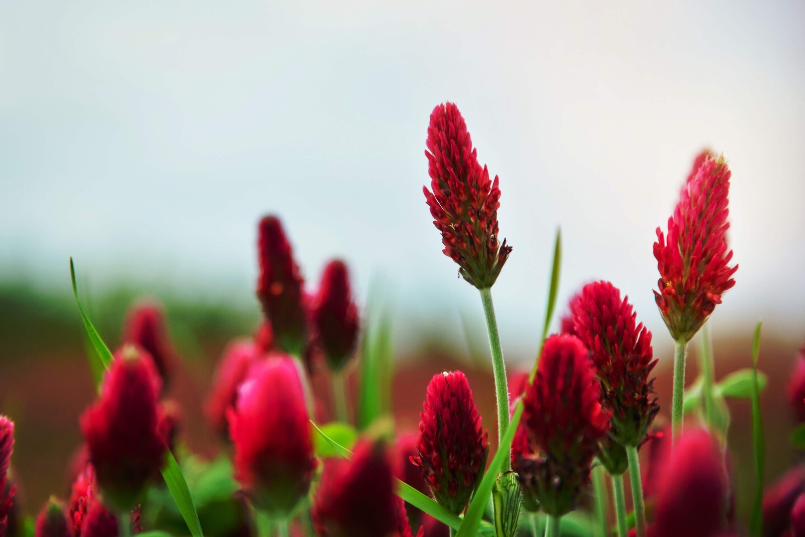 3000 CRIMSON CLOVER Carnation, French, Italian Trifolium Incarnatum Flower Seeds