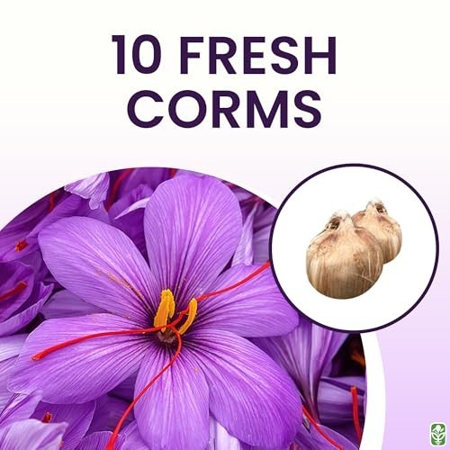 10 Large Saffron Crocus Corms – Purple Blooms – Perennial Bulbs for Outdoor Plan