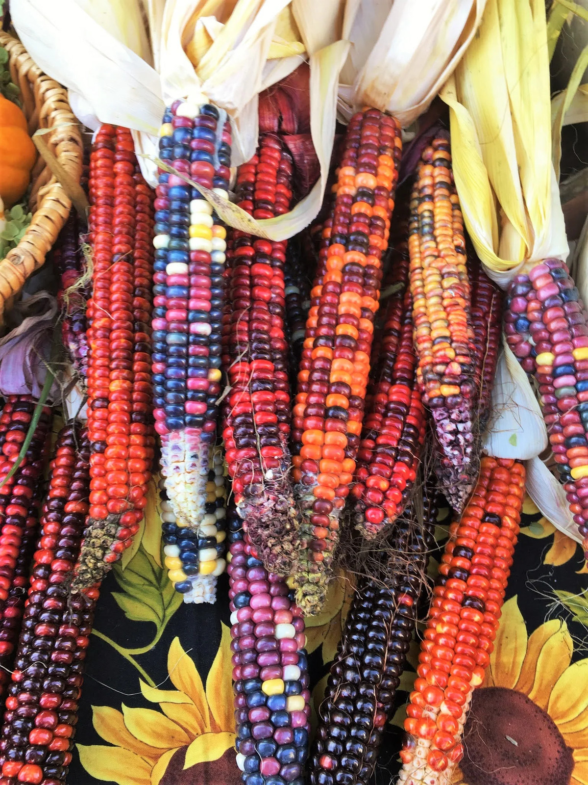 Painted Mountain Ornamental Corn Seeds (Organic) | Rainbow Indian Dent Seed 2024