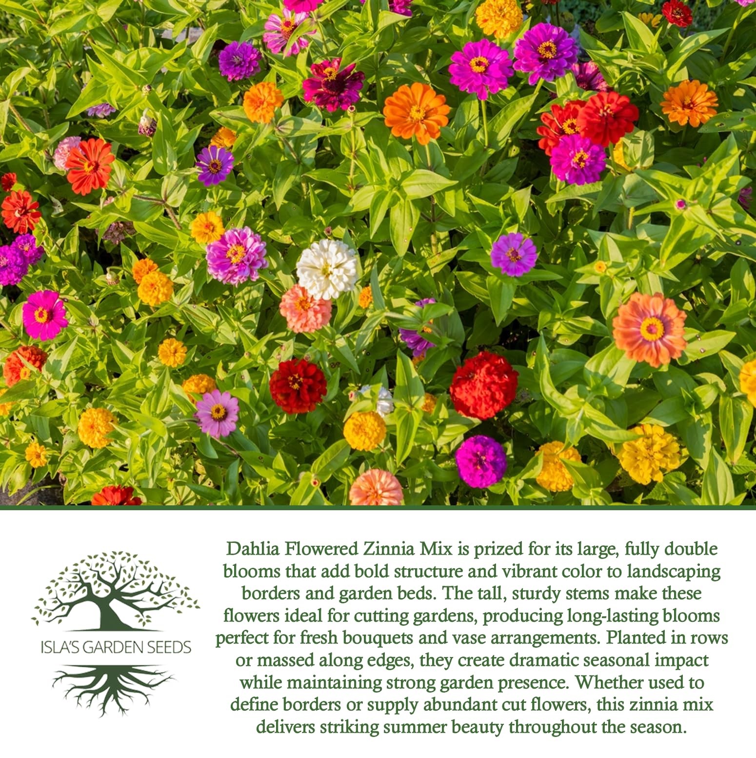 Dahlia Flowered Zinnia Mix Seeds (Zinnia Red, Pink, Yellow, White, Orange